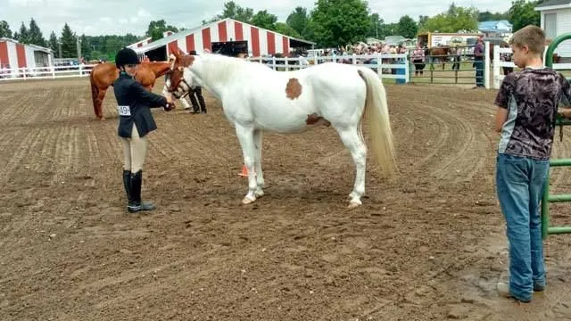 horse1